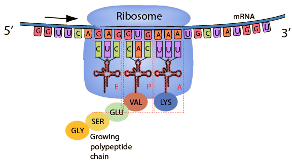 biology translation