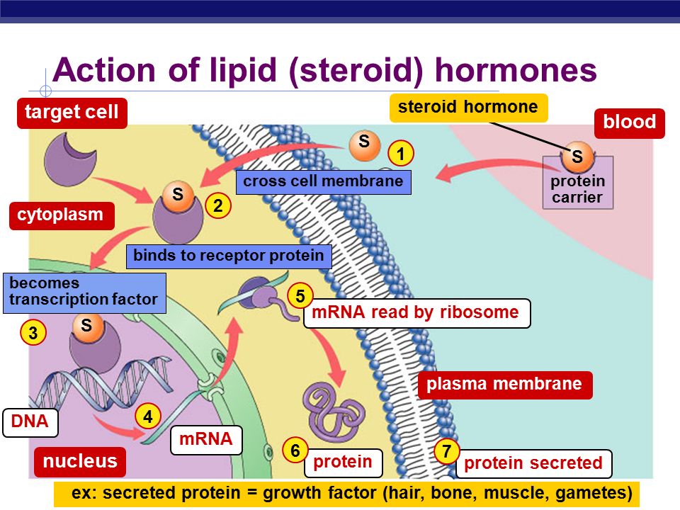 ผลการค้นหารูปภาพสำหรับ steroid hormone