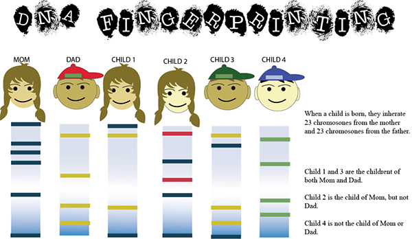 dna fingerprinting to determine