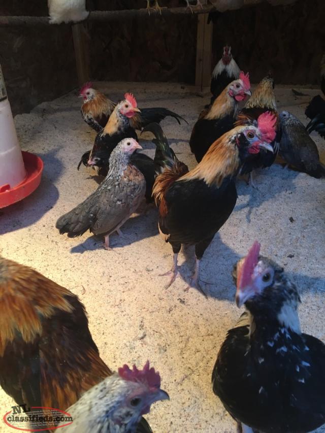 Find Farm Animals For Sale NL Classifieds