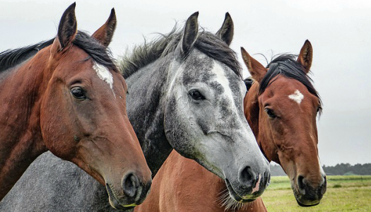 Les masterclass pour mon cheval : les soins, ce qu'il est, son mode de vie, les races, l'élevage, etc. Les masterclass pour mon cheval : les soins, ce qu'il est, son mode de vie, les races, l'élevage, etc.
