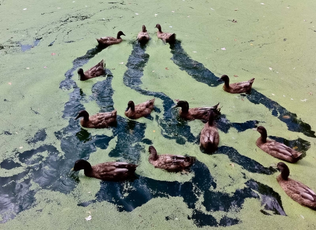 ducks_prospectpark_blotto_1313_1.jpg