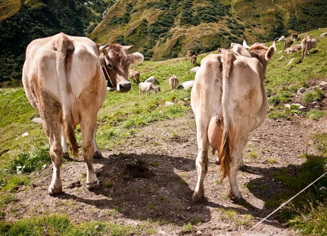 enviro_furkapass_blotto-1060928_1.jpg