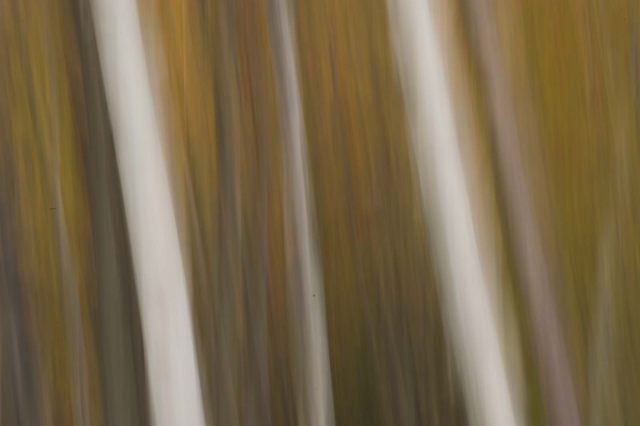 fallfoliage_highlandoct2011_blotto_5936_1.jpg