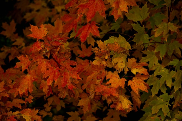 fallfoliage_northfieldnh_blotto_4428_1.jpg