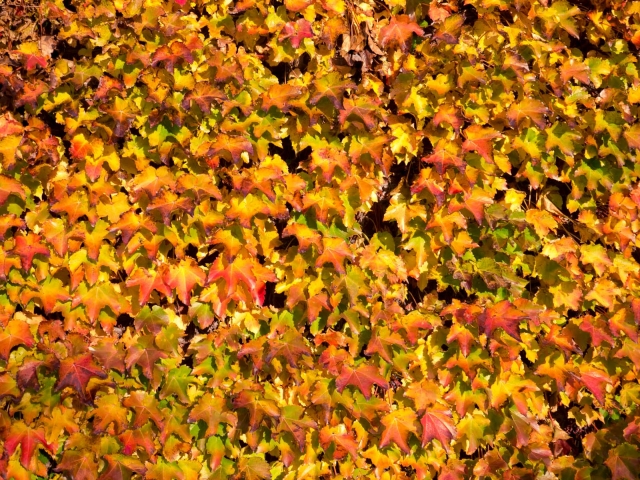 fallleaves_vtoct2012_blotto_1010810_1.jpg