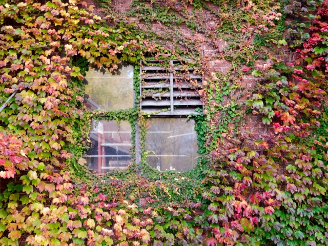 fallleaves_vtoct2012_blotto_1010819_1.jpg