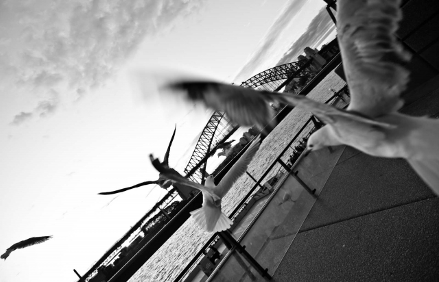 sydneyharbour_aug2011_blotto_9659_1.jpg