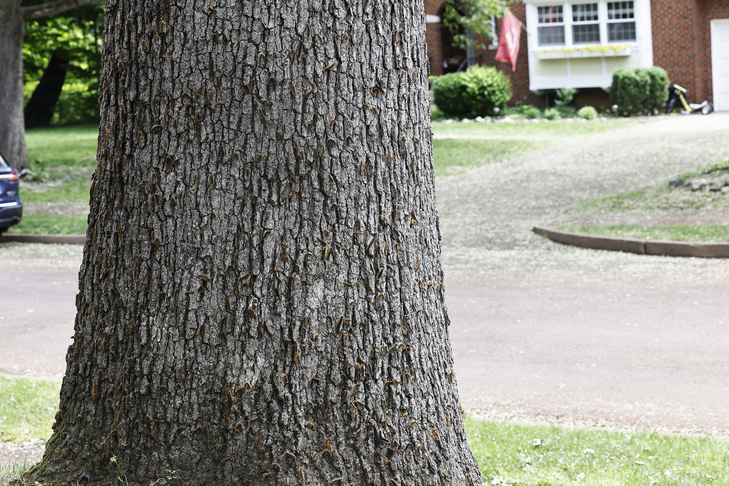 Caterpillars, commonly known as the Spongy Moth,  have been invading the trees recently in the West Point housing areas.  (Photo by Eric S. Bartelt/USMA PAO)