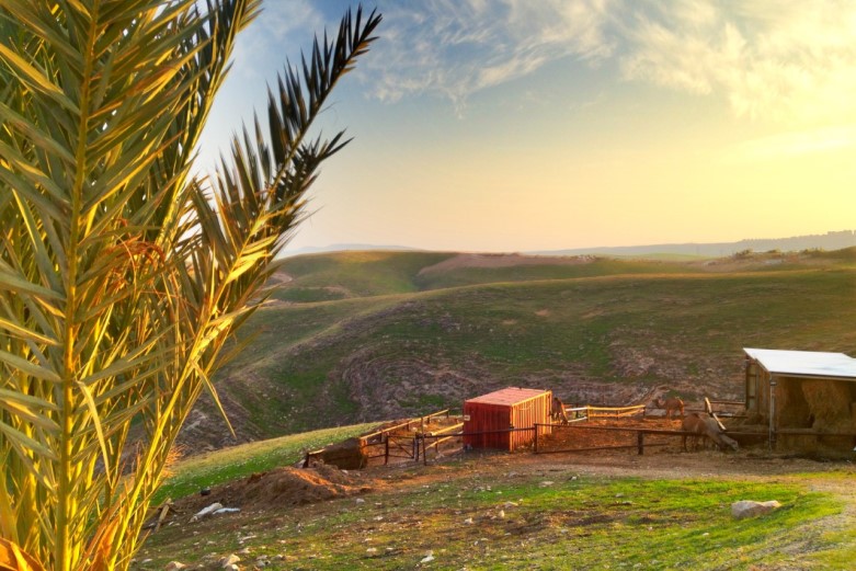 Foreign Area Studies: Middle East Major