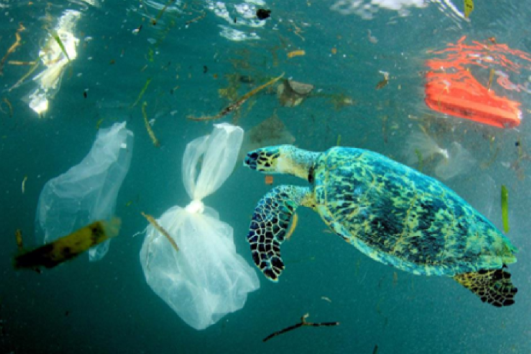 Environmental Science Major