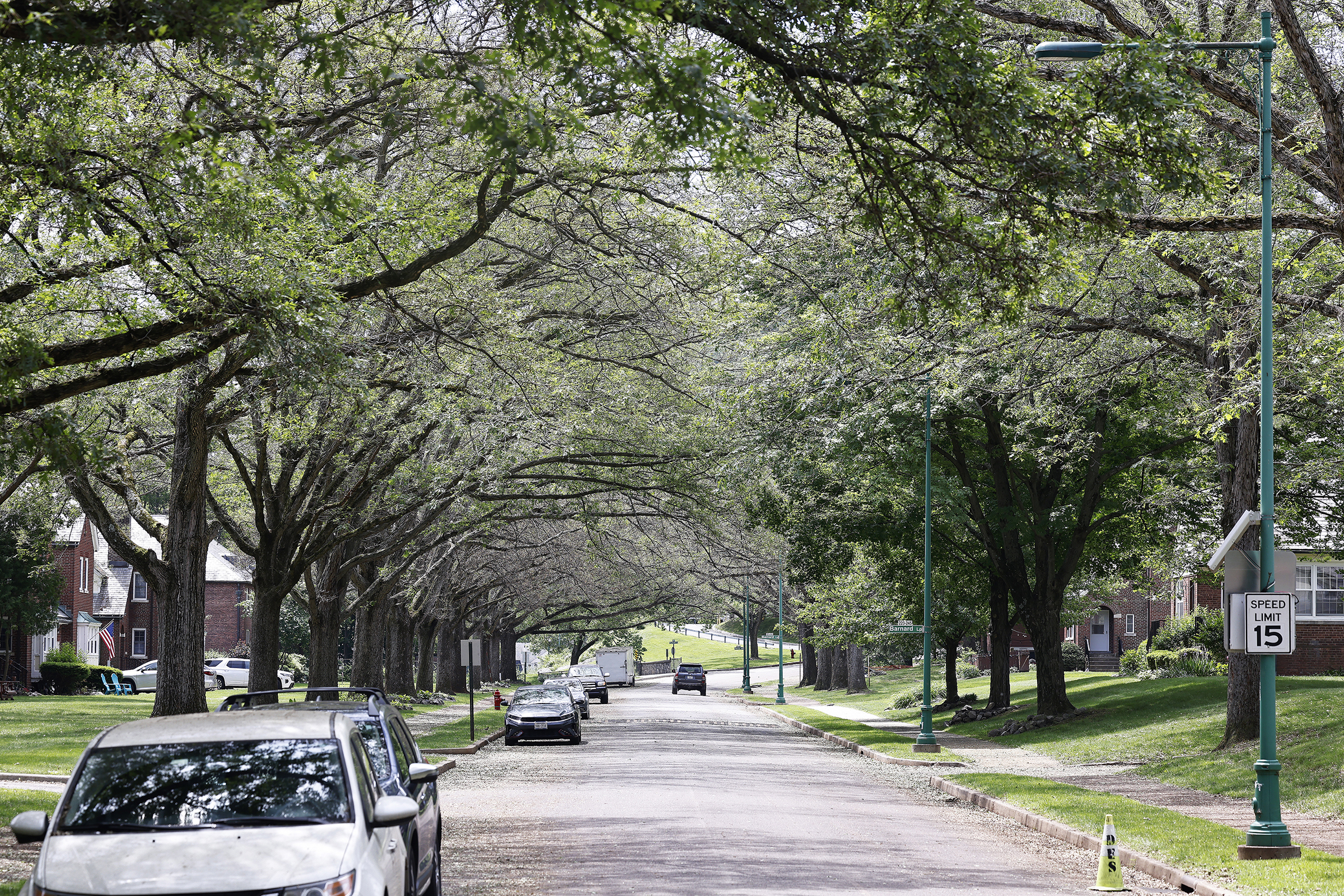 Caterpillars, commonly known as the Spongy Moth,  have been invading the trees recently in the West Point housing areas.  (Photo by Eric S. Bartelt/USMA PAO)