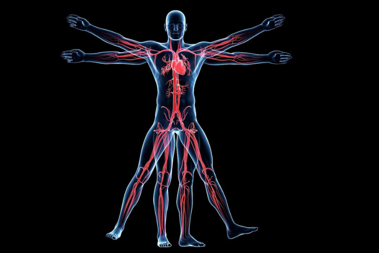 Model showing the inner workings of the human body