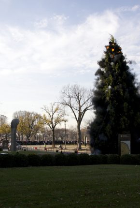 Cai's tree at the Sackler