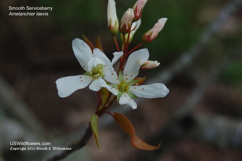 Smooth Serviceberry - Amelanchier laevis