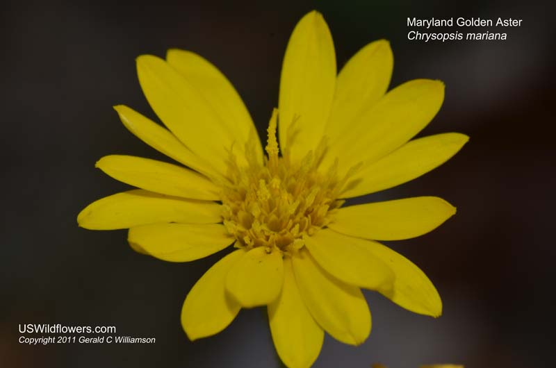 Maryland Golden Aster - Chrysopsis mariana