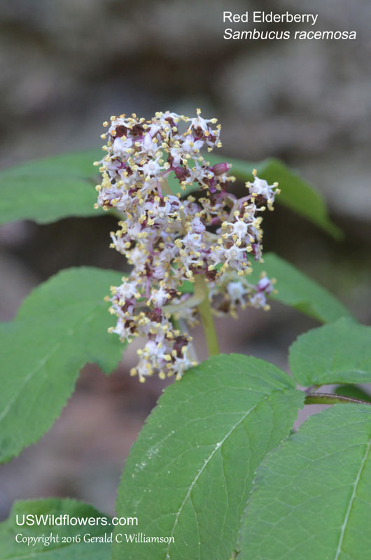Sambucus racemosa