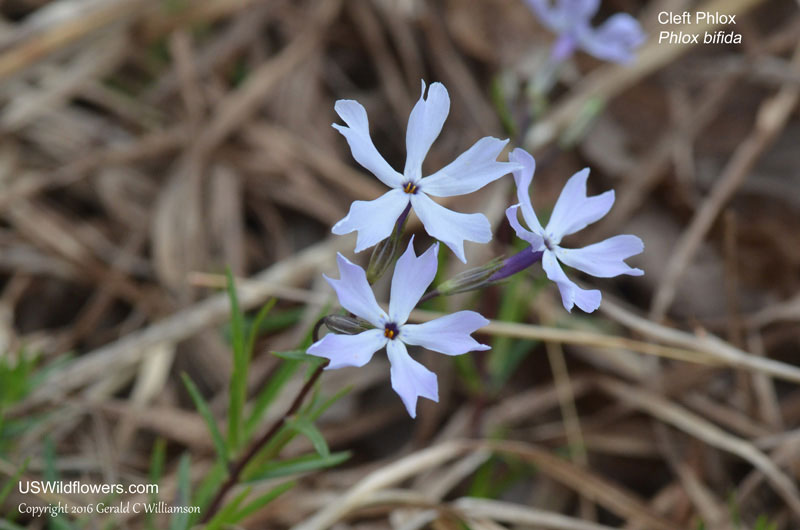 Phlox bifida