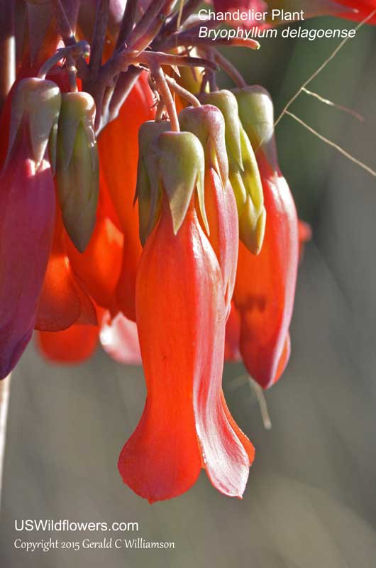 Bryophyllum delagoense