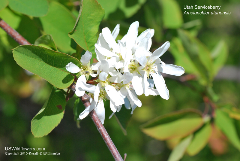 Utah Serviceberry - Amelanchier utahensis