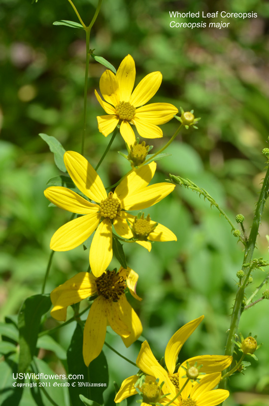 Greater Tickseed, Whorled Leaf Coreopsis - Coreopsis major