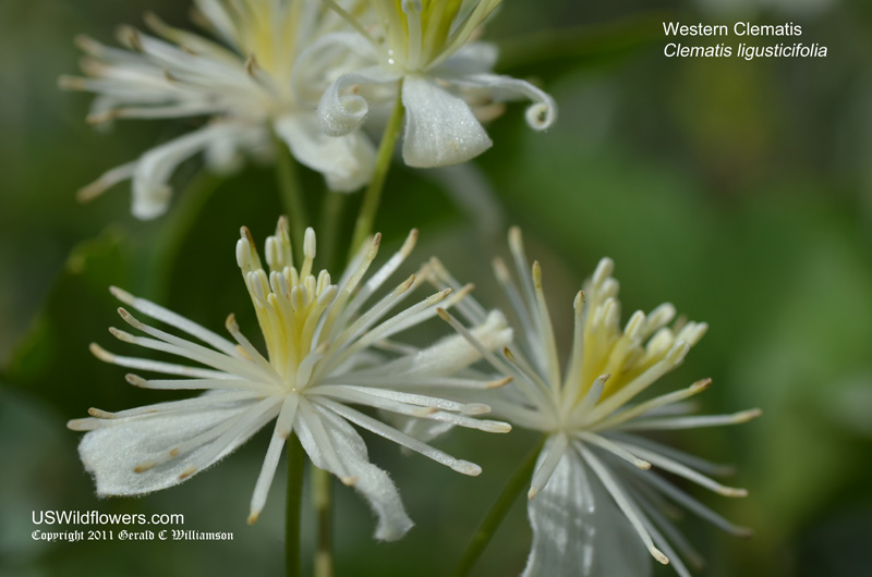 Western Clematis, Western White Clematis, Western Virgin's Bower, Creek Clematis, Old Man's Beard, Pepper Vine - Clematis ligusticifolia