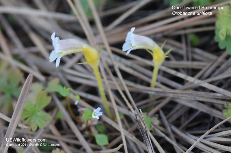 One-flowered Broomrape ; One-flowered Cancer Root, Ghostpipe, Naked Broomrape - Orobanche uniflora