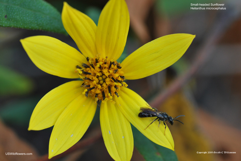 Small Woodland Sunflower, Small-headed Sunflower - Helianthus microcephalus