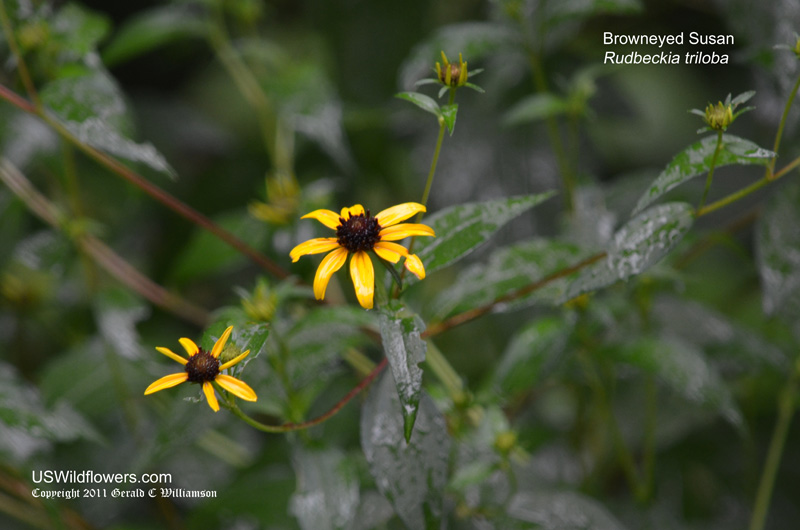 Browneyed Susan, Thin-leaf Coneflower, Three-lobed Coneflower - Rudbeckia triloba