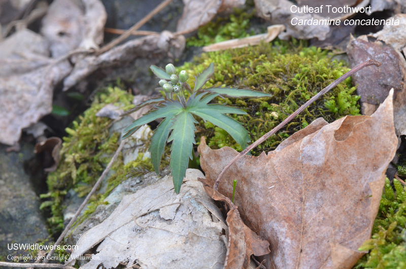 Cutleaf Toothwort - Cardamine concatenata