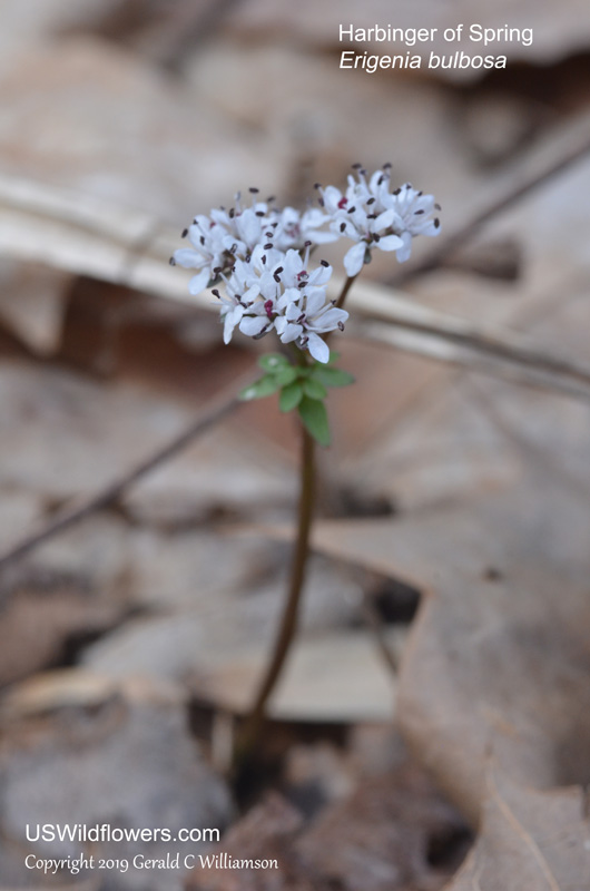 Harbinger-of-Spring, Pepper and Salt - Erigenia bulbosa