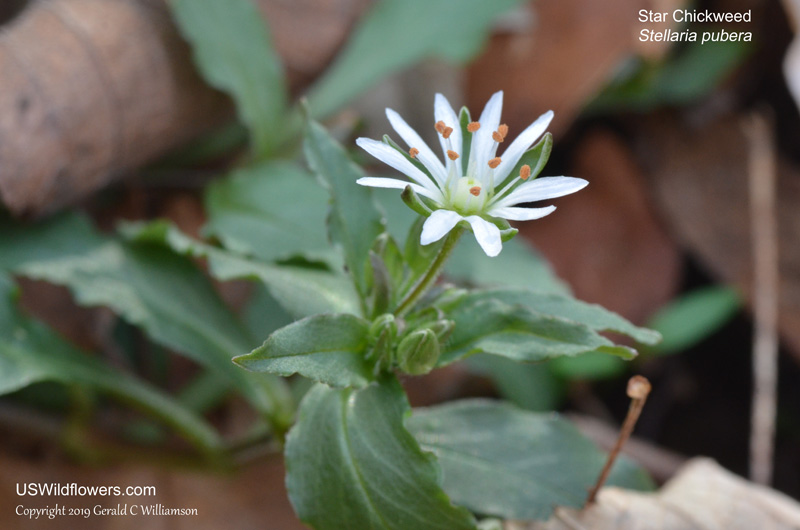 Star Chickweed - Stellaria pubera