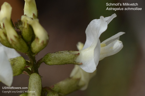Schmoll's Milkvetch - Astragalus schmolliae