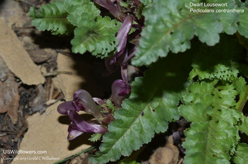Dwarf Lousewort - Pedicularis centranthera