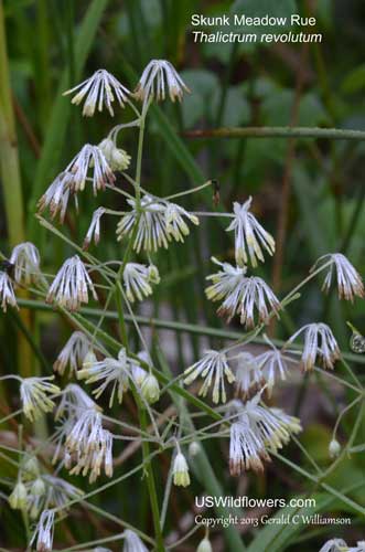 Skunk Meadow Rue, Waxyleaf Meadowrue, Purple Meadow-rue - Thalictrum revolutum