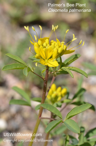 Palmer's Bee Plant, Palmer's Cleomella, Rocky Mountain Stinkweed, Rocky Mountain Rhombopod - Cleomella palmeriana