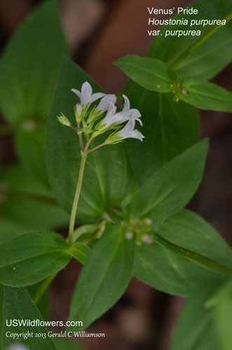 Venus' Pride, Large Bluet, Large Houstonia, Summer Bluet, Purple Bluet - Houstonia purpurea