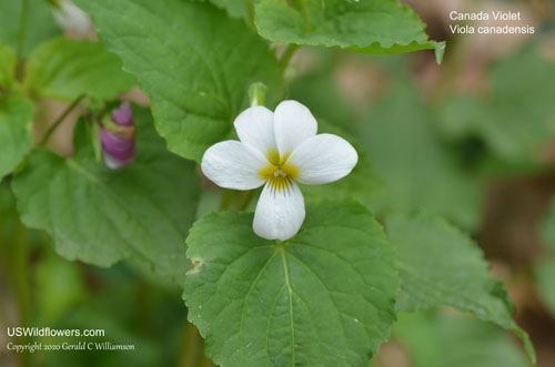 Canada Violet - Viola canadensis