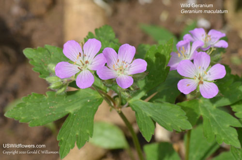 Wild Geranium, Spotted geranium, Cranesbill - Geranium maculatum
