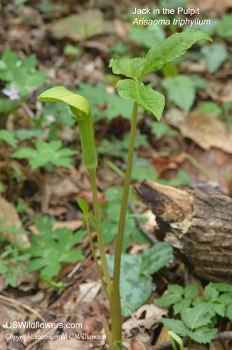 Jack-in-the-Pulpit, Indian Turnip, Jack in the Pulpit - Arisaema triphyllum