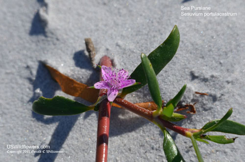 Sea Purslane, Sea Pickle, Shoreline Seapurslane - Sesuvium portulacastrum