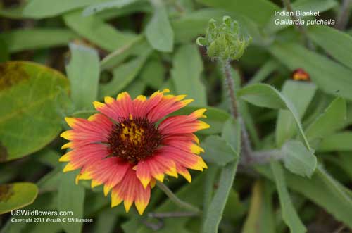 Indian Blanket, Indian Blanketflower, Firewheel - Gaillardia pulchella
