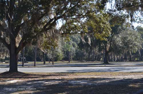 Picnic area at Mike Roess Gold Head Branch State Park