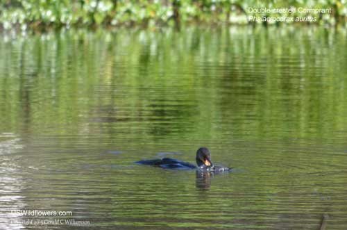 Double-crested Cormorant - Phalacrocorax autitus - with its catfish catch