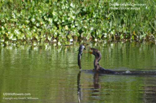 Double-crested Cormorant - Phalacrocorax autitus - tossing fish