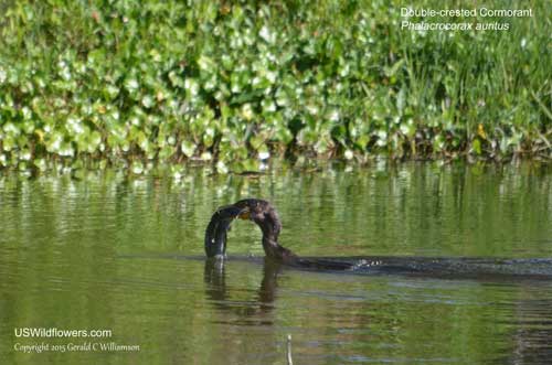 Double-crested Cormorant - Phalacrocorax autitus - with catfish