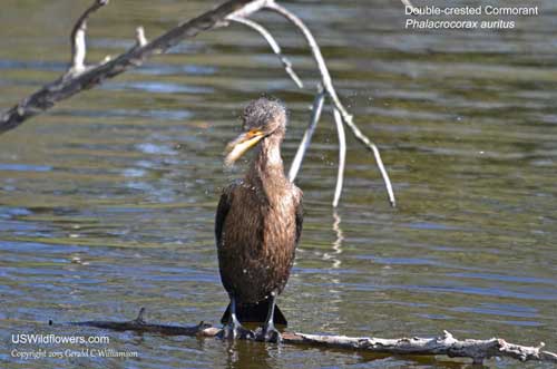 Double-crested Cormorant - Phalacrocorax autitus - shaking itself dry