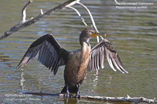 Double-crested Cormorant - Phalacrocorax autitus