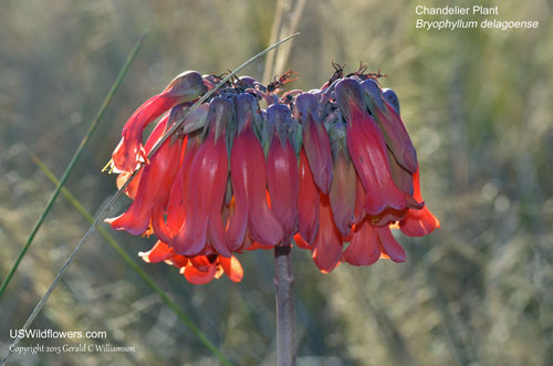 Chandelier Plant, Common Mother of Millions, Mother of Thousands, Christmas bells, Tingo Tango - Bryophyllum delagoense