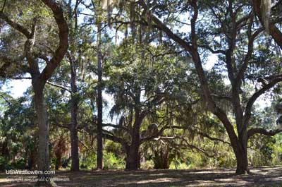 Picnic Area at Oscar Scherer State Park in Florida